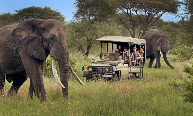 Gaan wandelen viel ik ben slaperig How to do cheap safari in Tanzania