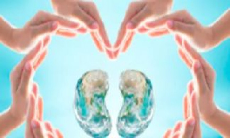How long does the kidney transplant operation take?
