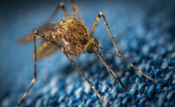 How Long Do Mosquito Bites Last? – Symptoms, Treatment & Relief