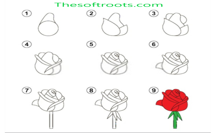 How to Draw a Rose Step by Step With Methods