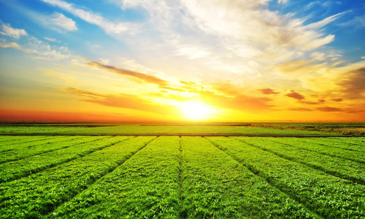 Top Reasons Why You Should Be Investing in Agricultural Land