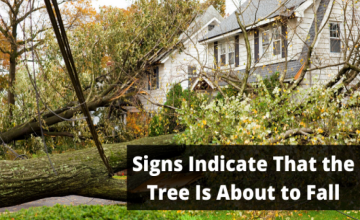 7 Signs Indicate That the Tree Is About to Fall