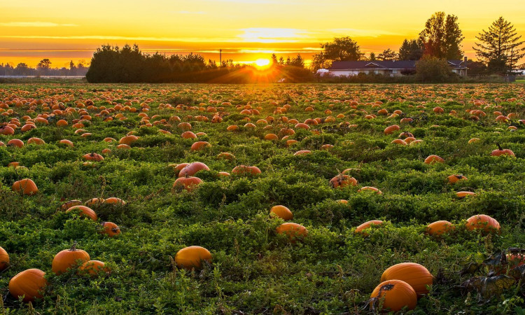 The amazing benefits of pumpkin