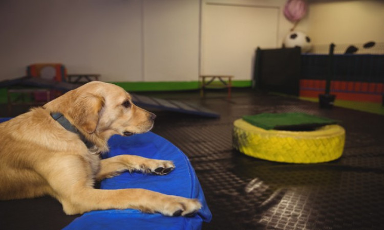 Interesting Tips to Choose the Best Daycare for Dogs