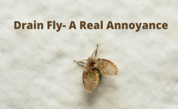 Drain Fly- A Real Annoyance 