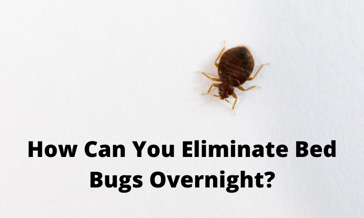 How Can You Eliminate Bed Bugs Overnight?