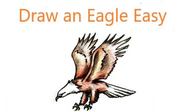 How To Draw an Eagle Easy Piecemeal Employing A Pencil