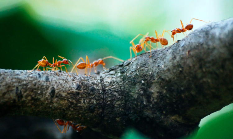 Each ants, something more on all of these fearless workforce