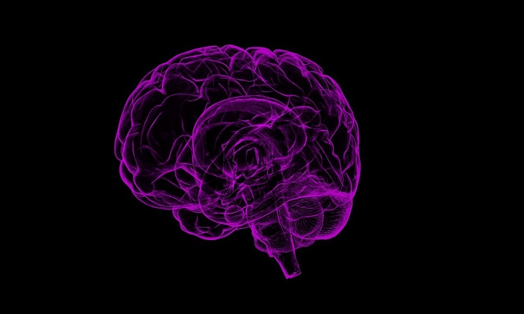 Human Brain| Everything You Must Know About