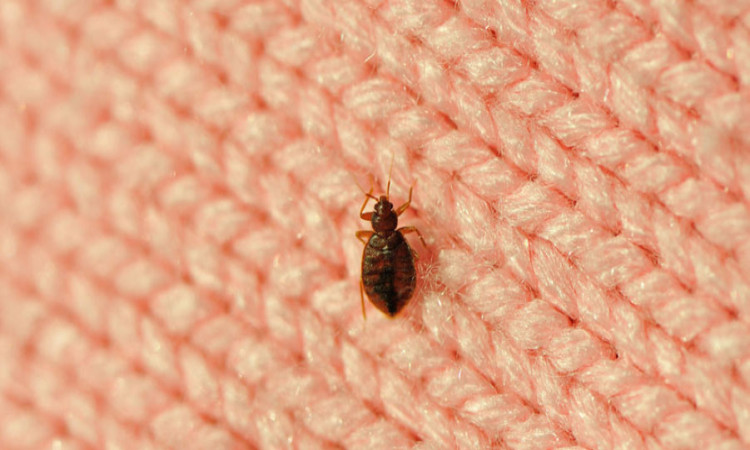 How to kill bed bugs at home?