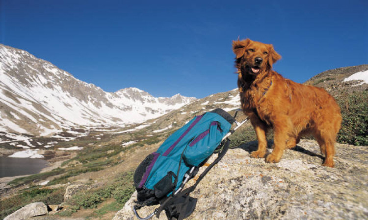 Etiquettes to Follow for a Successful Hiking with your Dog 