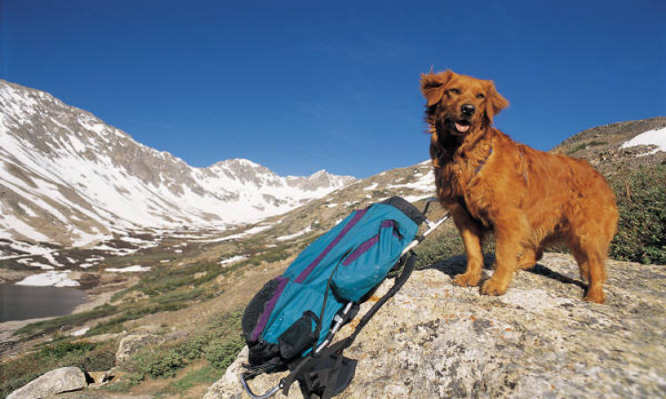 Etiquettes to Follow for a Successful Hiking with your Dog